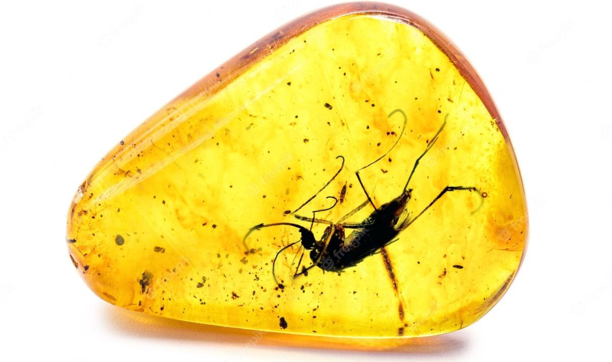 Insecte