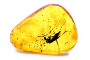 Oamenii De Știință Surprinși Să Găsească Insecte Vechi De 112 Milioane De Ani Prinse În Chihlimbar: Pădurea Amazoniană Era O Pădure De Conifere Plină De Creaturi Uimitoare