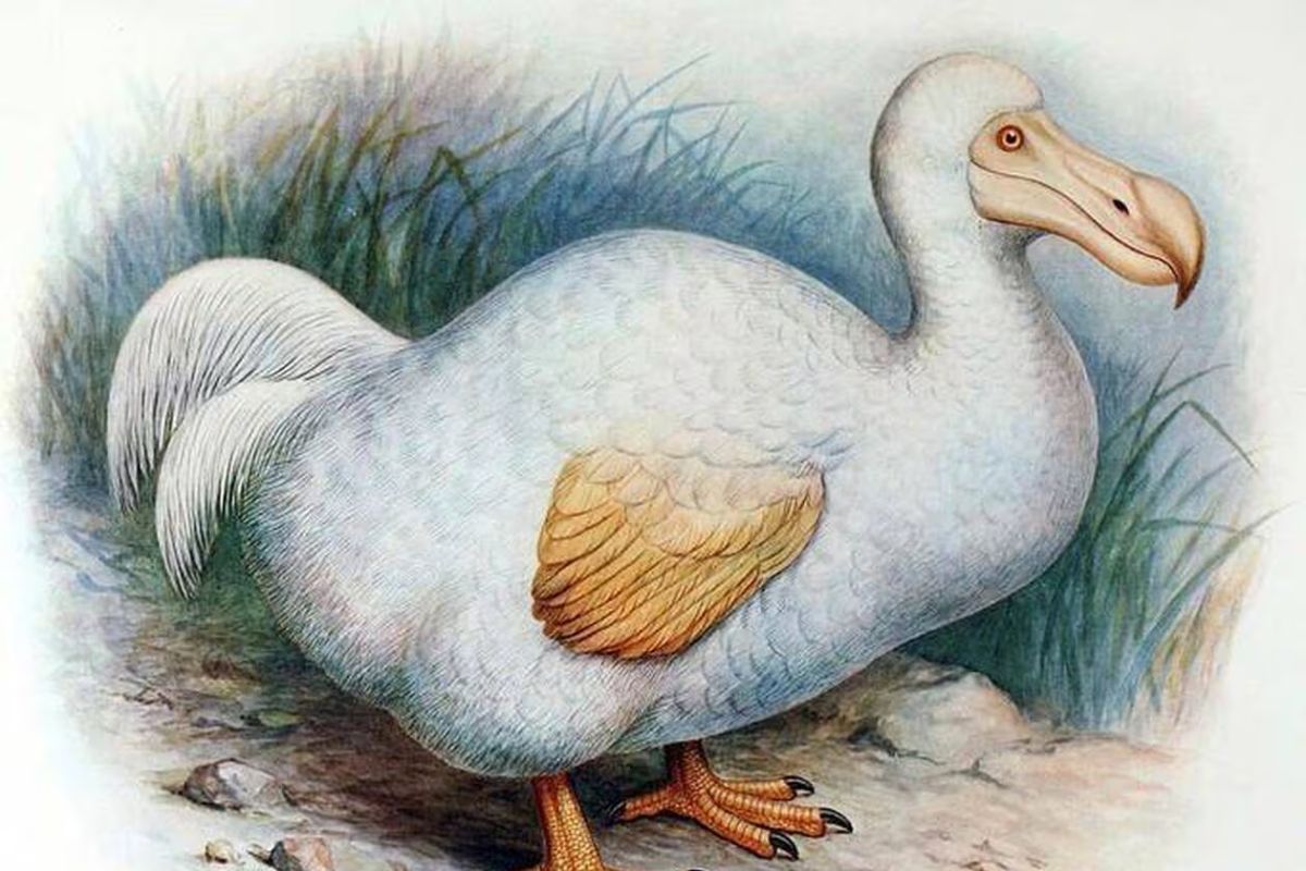 După Ce A Fost Dispărut Timp De 300 De Ani, Dodo-Ul Va Reveni În Pădurile Din Oceanul Indian Datorită Unei Inițiative Genetice