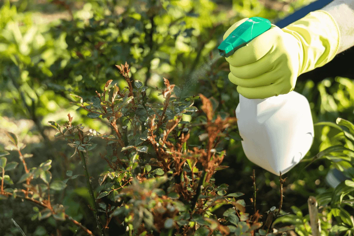 Fără Pesticide Și Fără Capcane: Trucul Ingenios Al Unei Bunici Pentru A Alunga Păsările Din Grădina Ei