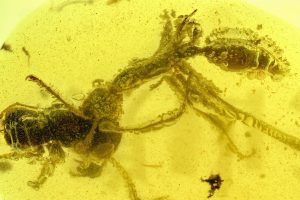 Cercetătorii Spanioli Deschid Prima Fereastră În Timp Către Pădurile De Acum 112 Milioane De Ani