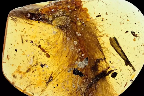 Insecte