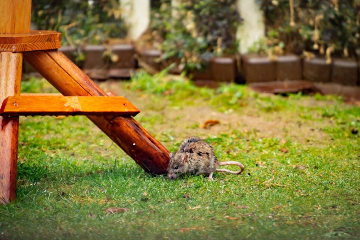 Un Bunic Fermier Arată Trucul Eficient Cu Care Se Protejau În Trecut Grădinile De Șoareci
