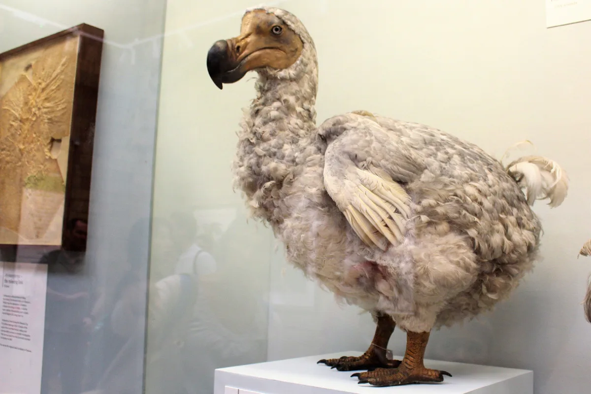 După Ce A Fost Dispărut Timp De 300 De Ani, Dodo-Ul Va Reveni În Pădurile Din Oceanul Indian Datorită Unei Inițiative Genetice
