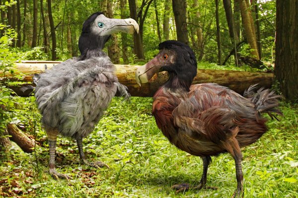 Dodo