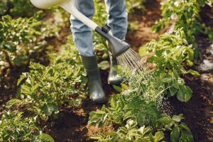 Fără Pesticide Și Fără Capcane: Trucul Ingenios Al Unei Bunici Pentru A Alunga Păsările Din Grădina Ei